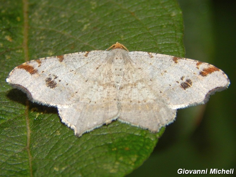 1 geometridae da ID